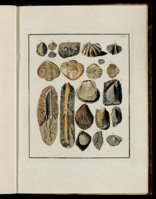Tab. XV. [Beschreibung und Abbildung.]