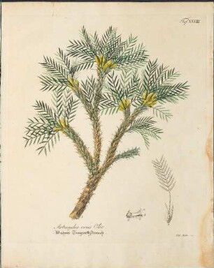 Taf. XXXIII. Astragalus verus Oliv.