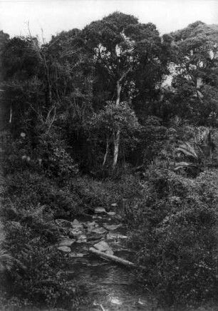 Vegetation