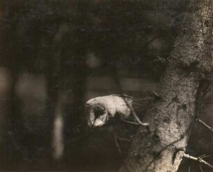 Schleiereule (Tyto alba SCOP.), in Schreckstellung