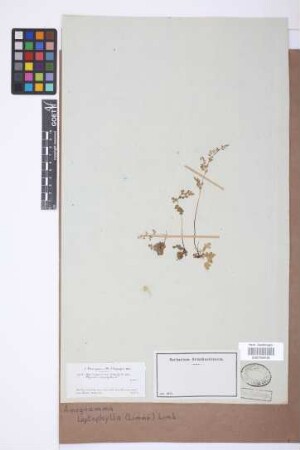 Anogramma leptophylla (L.) Link