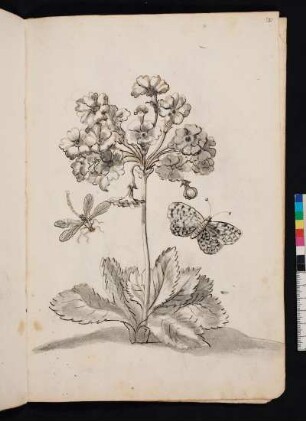 Schlüsselblume nach Maria Sibylla Merian, Blumenbuch, Faszikel II, Taf. 3