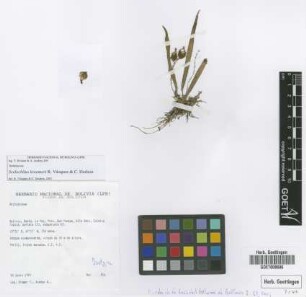 Scelochilus kroemeri R.Vásquez & Dodson [isotype]