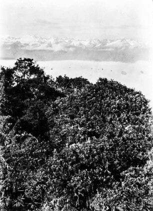 Nebelwald : Blick über einen Nebelwald mit Wolkenbank und Bergen im Hintergrund