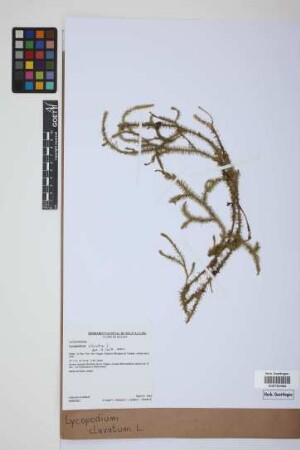 Lycopodium clavatum clavatum L.