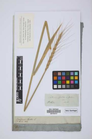 Triticum spelta aristatum