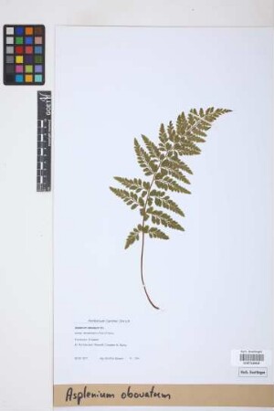 Asplenium obovatum