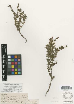 Cuphea glutinosa Cham. & Schltdl.