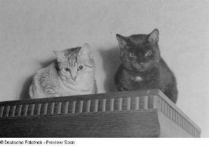 Zwei Katzen