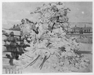 Blühender Baum in Loschwitz