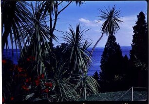 Insel Mainau: Palmen und See