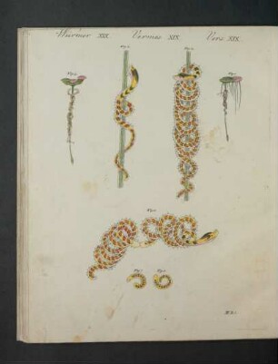 Tafel: Würmer XIX. [...]