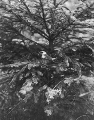 Neuntöter : Neuntöter (Lanius collurio) oder Rotrückenwürger, Männchen am Nest.
