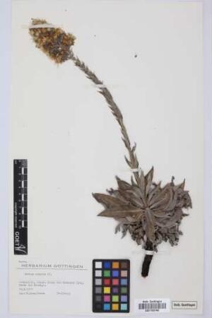 Echium simplex DC.