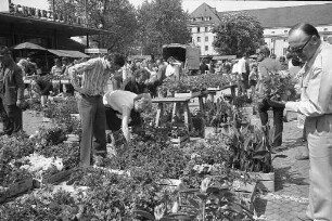 8. Karlsruher Geranienmarkt des Verbands badischer Gartenbaubetriebe auf dem Festplatz