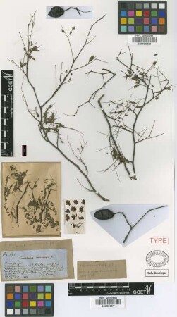 Caesalpinia melanocarpa Griseb. [holotype]