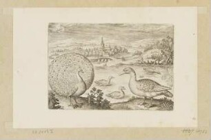 Pfau und Gans, Blatt 10 der Folge "Vögel"