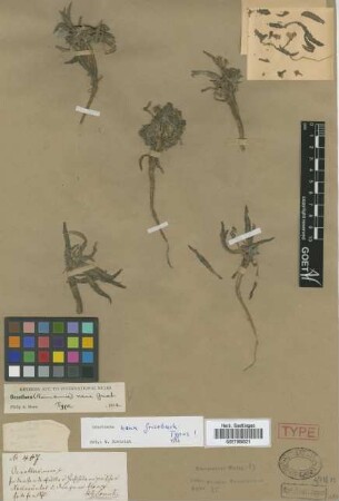 Oenothera nana Griseb. [holotype]