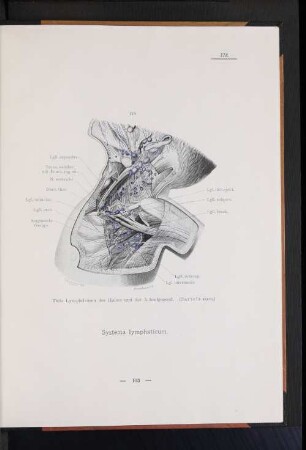 Systema lymphaticum.