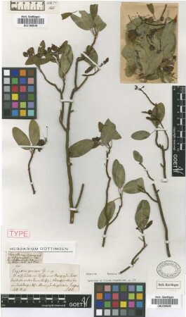 Capparis speciosa Griseb. [type]