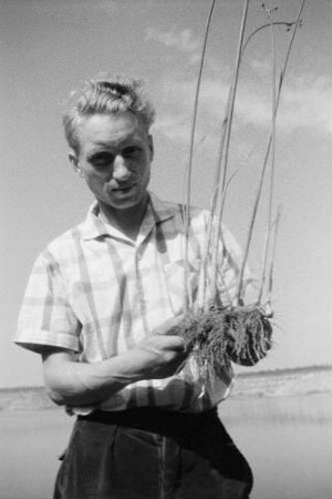 Ufergras. Vielleicht Strandhafer. Landwirt mit Rhizom
