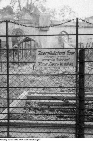 Dresden, Zoologischer Garten Dresden, kriegszerstört, August 1945