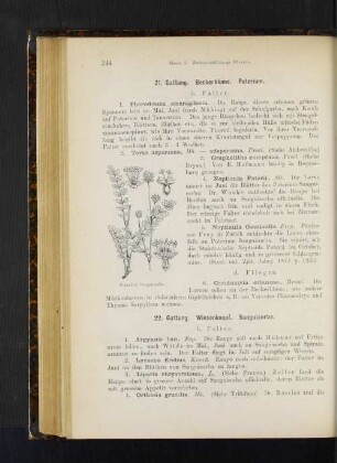 21. Gattung. Becherblume. Poterium.