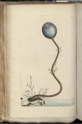 [Abb. 239]