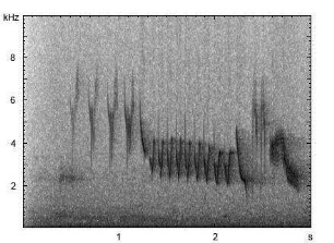 Buchfink | Fringilla coelebs - Gesang