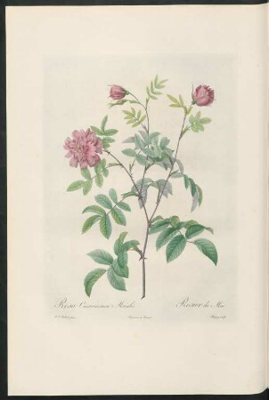 Rosa Cinnamomea Maialis. Rosier de Mai. Chapuy sculp.