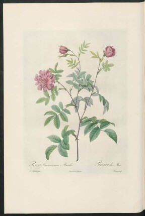 Rosa Cinnamomea Maialis. Rosier de Mai. Chapuy sculp.