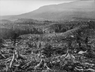 Gerodeter Wald : Blick über eine gerodete Waldfläche mit jungen Bäumen