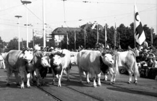 Basel (Schweiz): Geschmückte Kühe