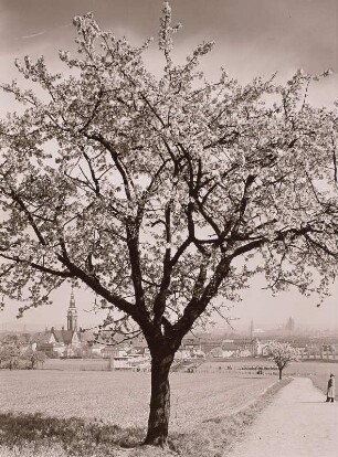 Dresden, blühender Birnbaum : Dresden-Räcknitz. Blick vom Stadtgut in Räcknitz über den Sportplatz der Technischen Hochschule auf die Stadt, links Lucaskirche, rechts Kreuzkirche und Rathausturm, im Vordergrund ein blühender Kirschbaum