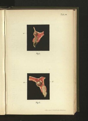 Tab. 14.