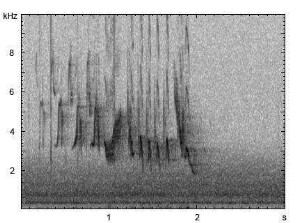 Buchfink | Fringilla coelebs - Ruf, Gesang