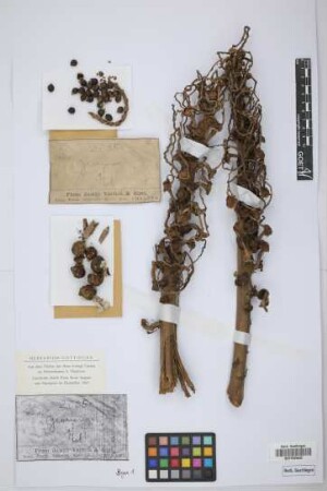 Geonoma