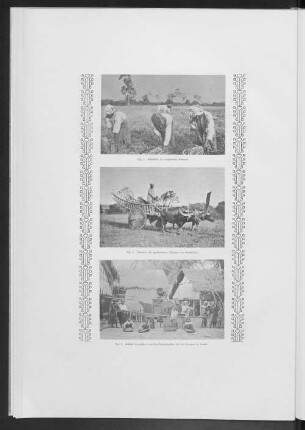 Fig. 7. Schälen des paddy vermittels Handmaschine für den Konsum im Lande.