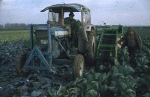 Fotografie: Gartenbautechnik-Freiland, Erntetechnik, Kopfkohl