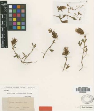 Trifolium dichroanthum Boiss. [isotype]