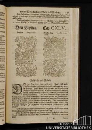 Cap. CXLV. Von Hopffen.
