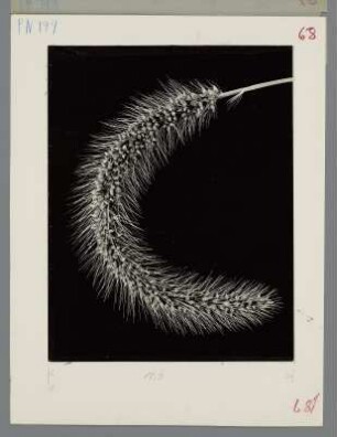 Kolbenhirse, Ähre (Setaria italica rubra)