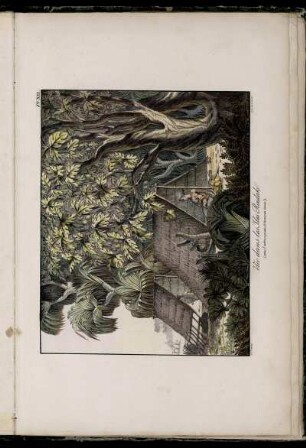 Pl. XII. Vue dans les Iles Radak (avec l'arbre a pain Artocarpus incisa)