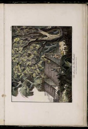 Pl. XII. Vue dans les Iles Radak (avec l'arbre a pain Artocarpus incisa)