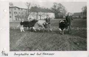 Tierzuchtgut Hammer bei Liebenwalde
