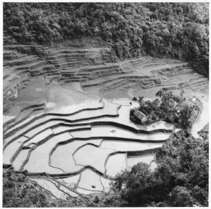 Reisterrassen bei Bangaan (Philippinen)