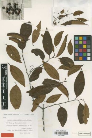 Prunus samydoides Schltdl. [syntype]