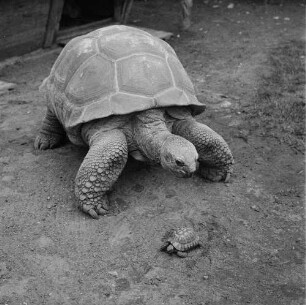 Zootiere. Schildkröte mit Jungem