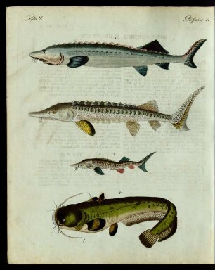 Merkwürdige Fluss-Fische.