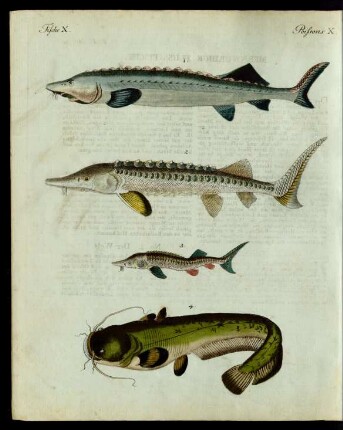 Merkwürdige Fluss-Fische.